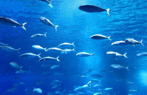 在海洋重防腐体系中的协同增效与耐盐雾机理